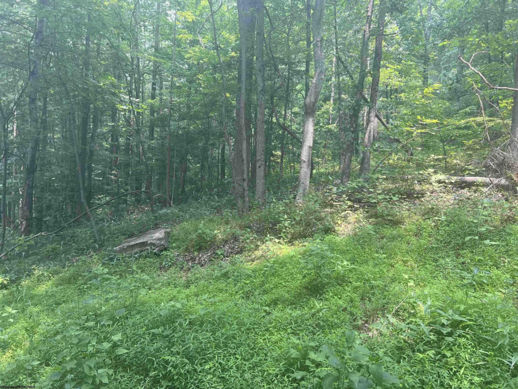 TBD ROCK CAMP ROAD, WALLACE, WV 26448, photo 1 of 14